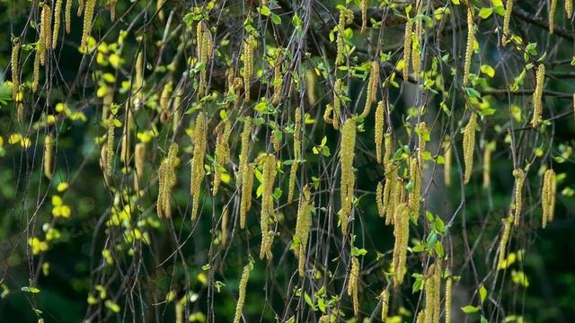 БЕРЕЗА  (BETULA)  сем. Березовые