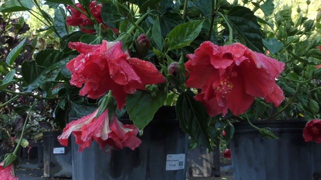 Plants that Grow in Northeast Florida