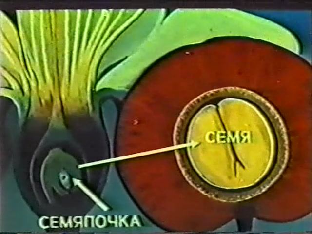 Биология. Строение и жизнедеятельность растений. Оплодотворение цветковых растений