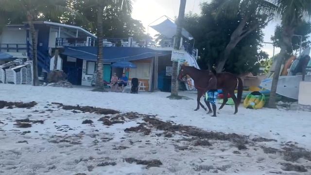 Barbados Vlog/Girls Trip Pt. 3/Pebbles Beach/Horses смотреть онлайн