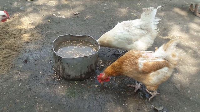 Кормление кур травой//Кормушки для кур//