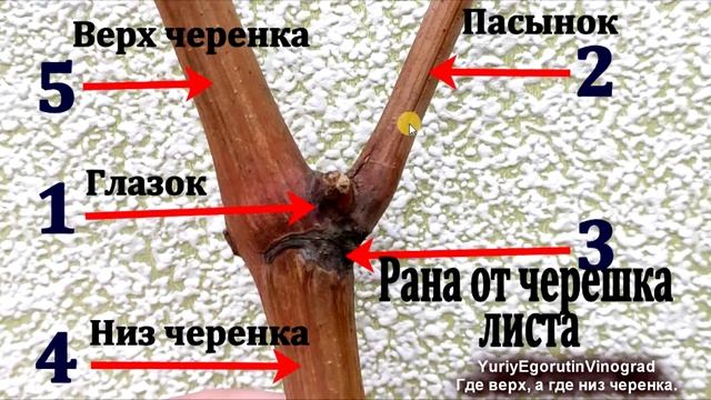 ? Как 100% определить верх и низ черенка винограда.