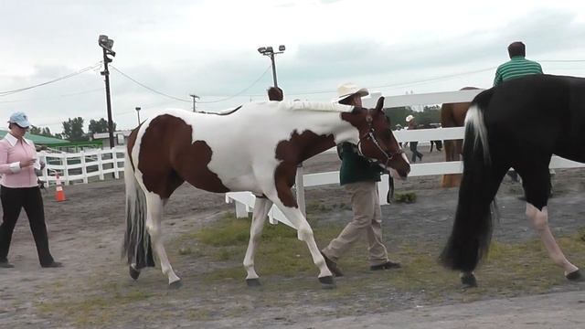 прикольные расцветки лошадей смотреть онлайн