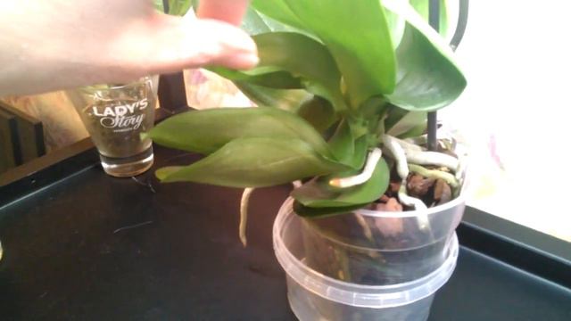 Орхидейка "Монстрик" ))) Не смогла пройти мимо:-) смотреть онлайн