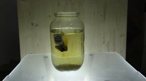 Завариваем чай без нагрева воды.  (в вакууме)