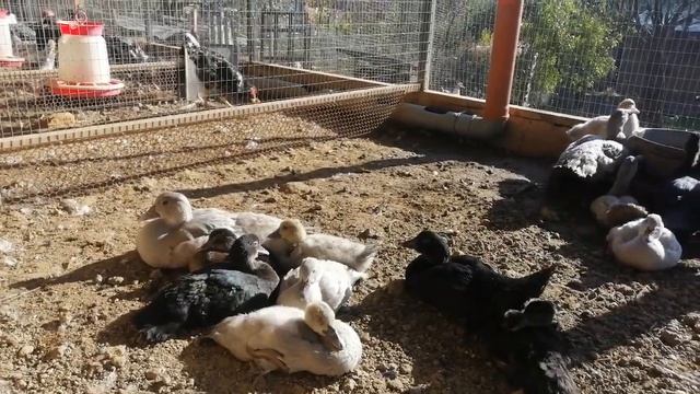 Мускусные утята жемчужно-серые//Наши новости смотреть онлайн