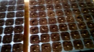 Посев и всходы мимулюса.