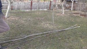 Заготовка Весенней КОРЫ ОСИНЫ .?