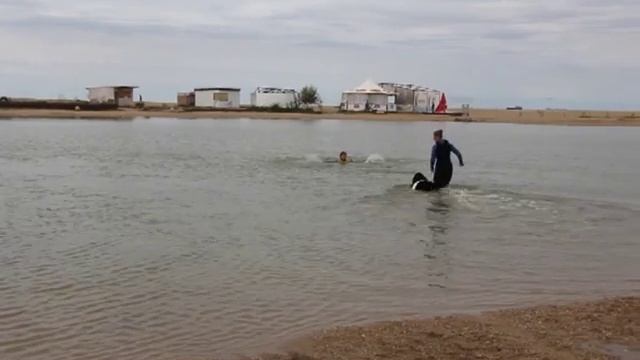 Собаки-спасатели на воде смотреть онлайн