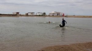 Собаки-спасатели на воде