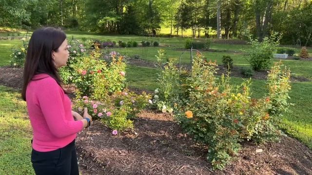 Rose Garden Tour | Gardening with Creekside смотреть онлайн