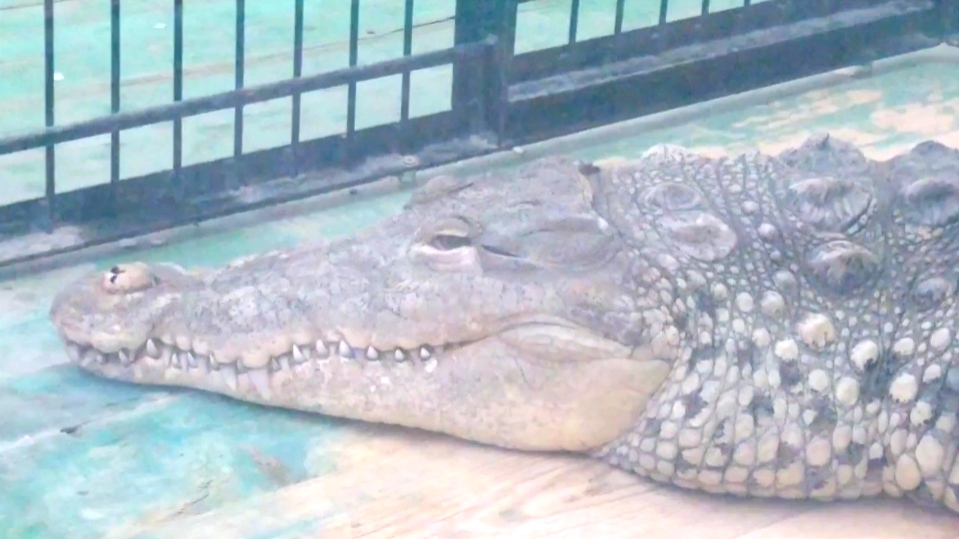 В зоопарке ЗАТО Северск Нильский крокодил и Крокодиловый кайман по соседству.