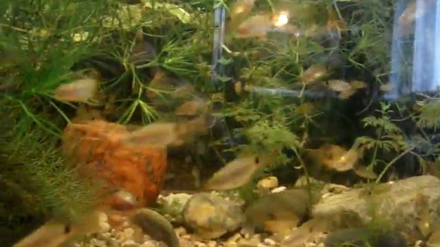 Аквариумные рыбки часть 3 смотреть онлайн