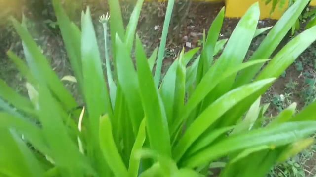 Hymenocallis littoralis ( Spider Lily) смотреть онлайн