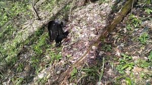 Нашли куницу с щенком РЕЛ 6 мес