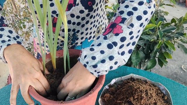How To Get Flowers in Gladiolus | ग्लेडियोलस में फूल पाने की कुछ टिप्स смотреть онлайн