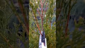 Формировка туи Смарагд, не жалеем...