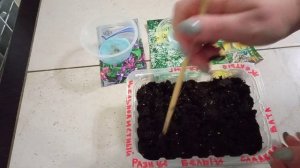 Выращивание клематисов из семян