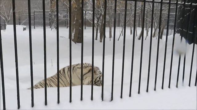 Бенгальскому тигру Зао сегодня не до разговоров с посетителями 01.03.2021 смотреть онлайн