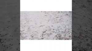 купили фелуцен для коз и овец