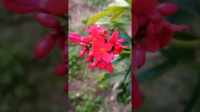 Jatropha integerrima Fascinated by the beauty of flowers This is nature ll #  shorts #youtubeshorts