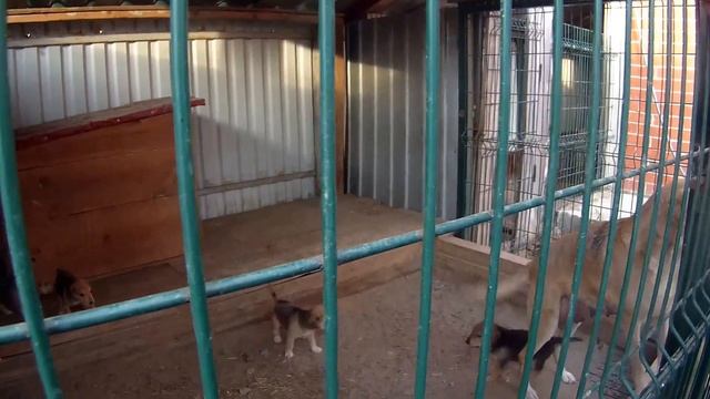 русская гончая щенок. кличка Шатай. смотреть онлайн