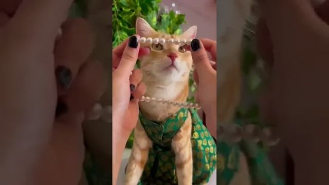 cat dress| cat getting ready | nice ?