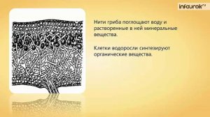 12. Лишайники