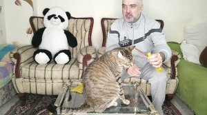 Самое лучшее лакомство для котов и кошек
