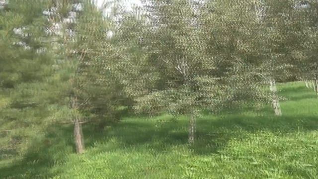 Собираем одуванчики! смотреть онлайн