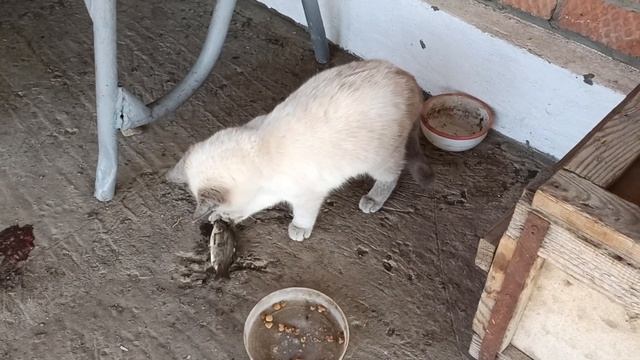 Переезд под Краснодар. Ремонт комнаты отдыха своими руками, котята пробуют рыбку, сад цветет. смотреть онлайн