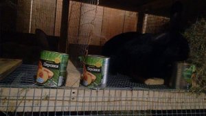 Какое зерно лучше для кроликов.