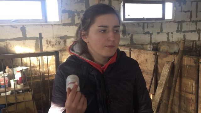 Парвовирусная инфекция свиней. Как избежать или вылечить. смотреть онлайн