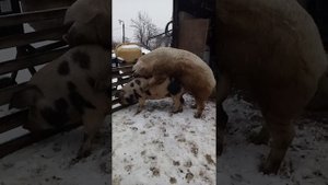 Свинка Пепа и Кабан Филька брачные игры)Хряк кроет свинку) Садка)