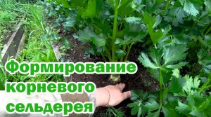 Корневой сельдерей. Формирование