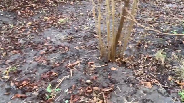 ФУНДУК в БЕЛАРУСИ. РАССТОЯНИЕ МЕЖДУ КУСТАМИ.МОЙ ОПЫТ ВЫРАЩИВАНИЯ .ИНФОРМАЦИЯ для НОВИЧКОВ #фундук смотреть онлайн