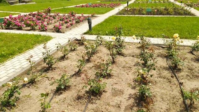 20.06.2021. Кисловодский национальный парк. Долина роз. Часть 1
