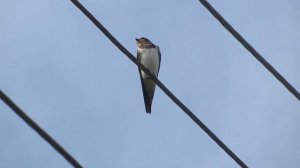 Птенцы деревенской ласточки