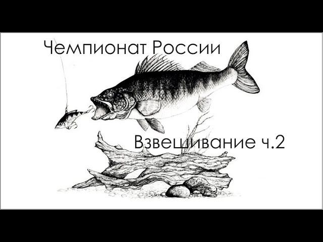 Чемпионат России по ловле рыбы на блесну со льда 09 02 2019 г  Взвешивание часть 2