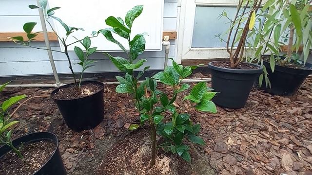 Новый лимончик в моей теплице. Подарок с юга. смотреть онлайн