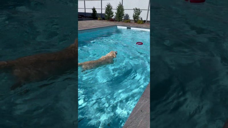 Бассейны @basyug по душе всем жителям дома #строительствобассейнов #бассейнщикюга