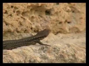 Армения. Ящерицы-амазонки. Armenia. Lizards-amazons.