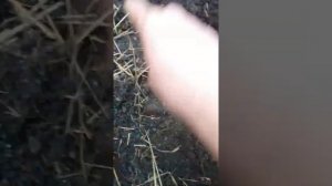 металлоискатель RAM 5, ремонт катушки прошел успешно!