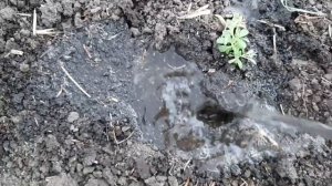 Посадка рассады лаванды в открытый грунт.