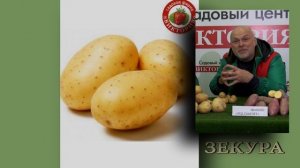 Суперэлитный картофель "Ред Скарлет, "Ирбитский", "Зекура"