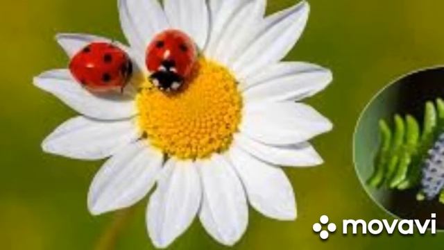 Сказки на ночь. Божья коровка. Рассказывает Анастасия Тюрина. смотреть онлайн