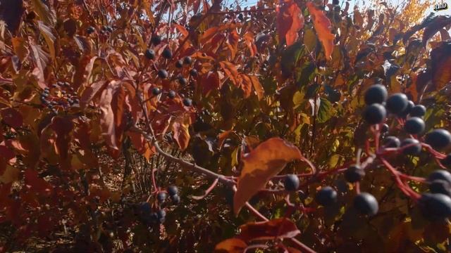 ВОЛОШИНСКИЙ ПРУД РОСТОВСКАЯ ОБЛАСТЬ смотреть онлайн