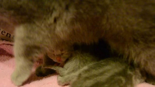 Дневник котят #2 | День 3 - Котята подрастают смотреть онлайн