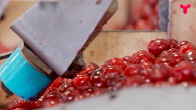 Грибы вместо ягод смотреть онлайн