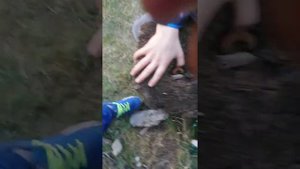Жук короед